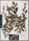 Foto von Salix aurita L.